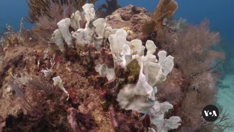 Hotter Ocean Temperatures Bleach Florida Coral