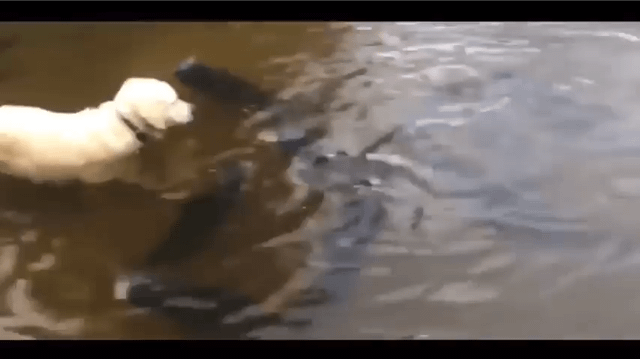 Dog wait patiently to secure a giant catfish