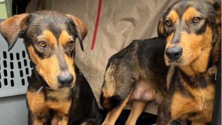 Sister Dogs and Their Puppies Spared Euthanasia Face ‘Merciless Twist of Destiny’