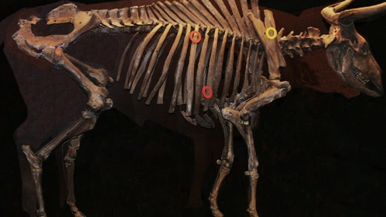 The quest to revive extinct Aurochs to revive aged lands