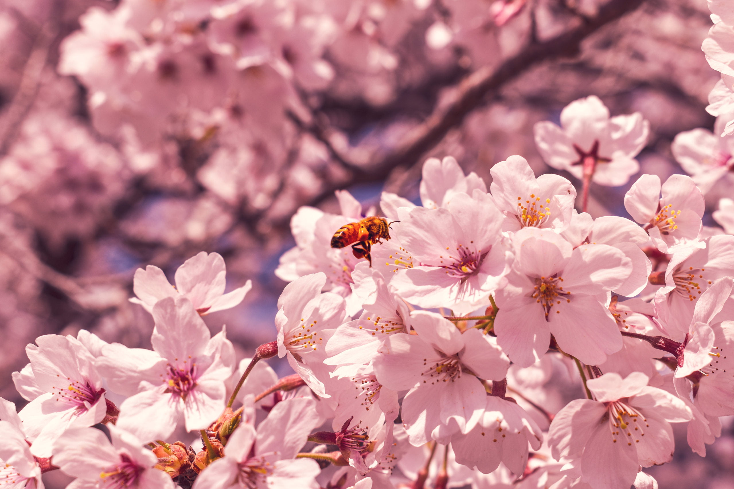 The Ephemeral Cherry Blossoms of South Korea